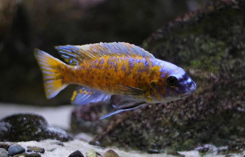Labeotropheus fuelleborni 'Katale Island'